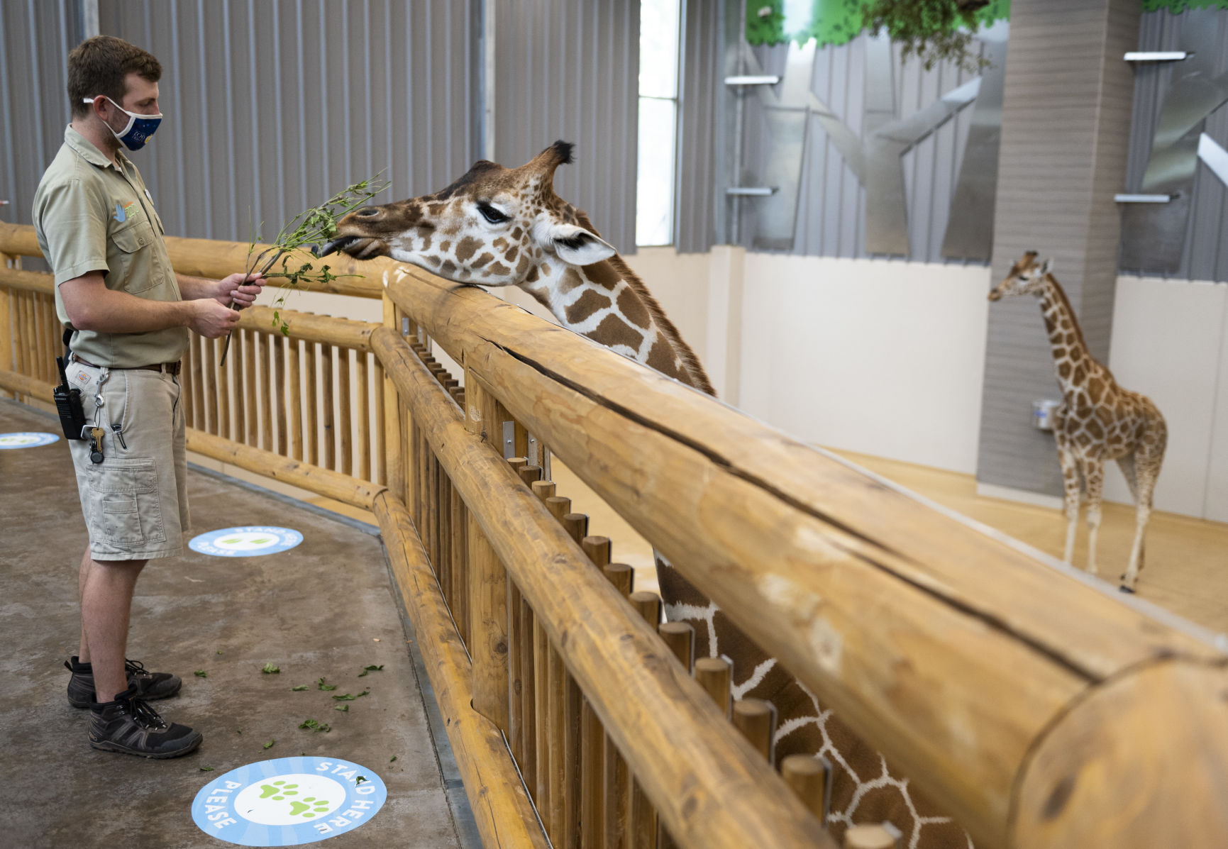 Giraffes, 05.24